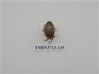 藏品(金龜子科)的圖片